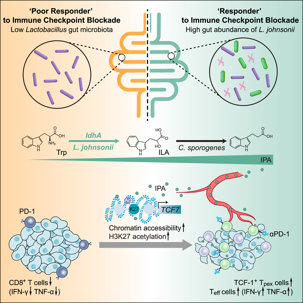 How do microbes affect #immunotherapy? 🦠 A team at @ZJU_China showed that #Lactobacillus johnsonii enhances the efficacy of immune checkpoint blockade. @CellCellPress paper: bit.ly/3PKD5IW Discussion: bit.ly/3VuwN3H