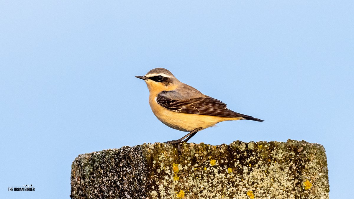 Had an audience with a few migrant Northern Wheatears this morning. Anyone else seen any? Cáceres, Extremadura, Spain @extremadura_tur @birdextremadura @OlympusUK @LeicaBirding @TravWriters