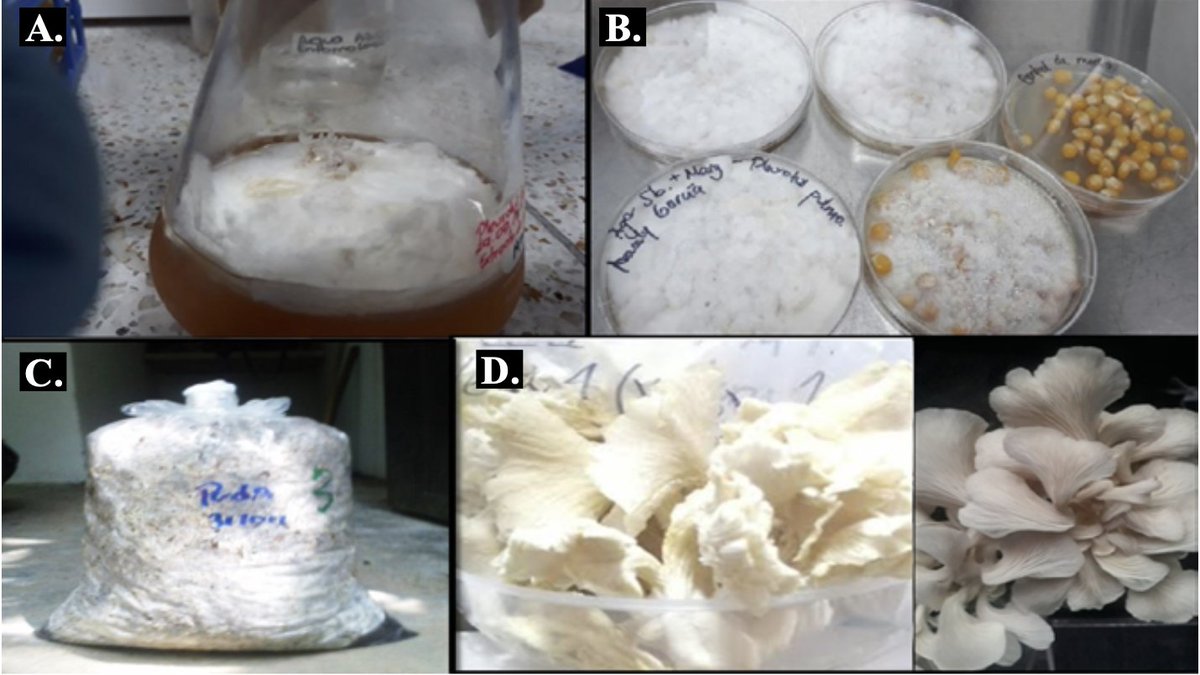 Description of the extraction, isolation and purification process to obtain a crude extract of β-D-glucans from the edible mushroom Pleurotus pulmonarius from a mixture of mycelium and fruiting bodies of the fungus (basidiocarp) acortar.link/3WIRRq #Congo #magneticresonance