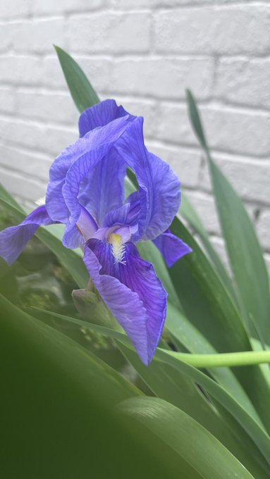 Floreci&oacute; por primera vez hoy ✨ https://t.co/k6J7Tph1c0