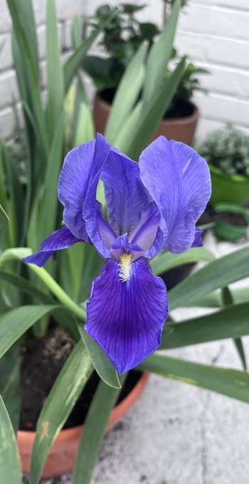 Floreci&oacute; por primera vez hoy ✨ https://t.co/k6J7Tph1c0