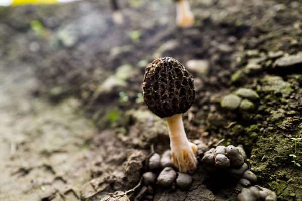 "Déjà 20 kg récoltés, nous sommes ravis" : comment la culture de morilles s'est implantée dans le Var ?

france3-regions.francetvinfo.fr/provence-alpes…