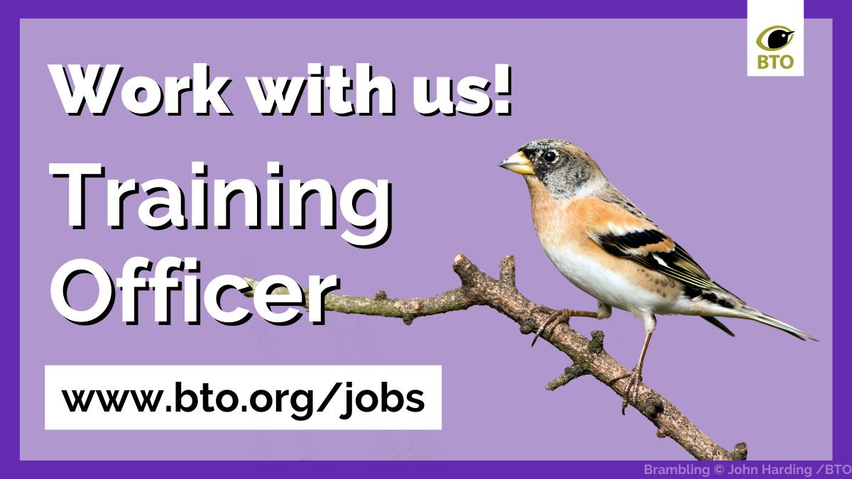 Last chance to join the BTO team as a Training Officer. 🐦 We’re looking for a birdwatcher with experience of helping others to improve their birdwatching skills. For full details and to apply visit 👉 bit.ly/BTOTrainingOff… Closes Sunday 7 April. Don’t miss out 🦅