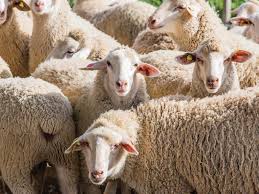 MoLAFWRD_Zim's tweet photo. The sheep national population  was 523 000 in 2020 and  728 000 in 2023, a 39% increase. The number of sheep slaughtered at abattoirs increased by 31% from 2960 in 2021 to 3906 in 2022.
@obertjiri

#AFSRTS https://t.co/3Q0ykj3kEQ