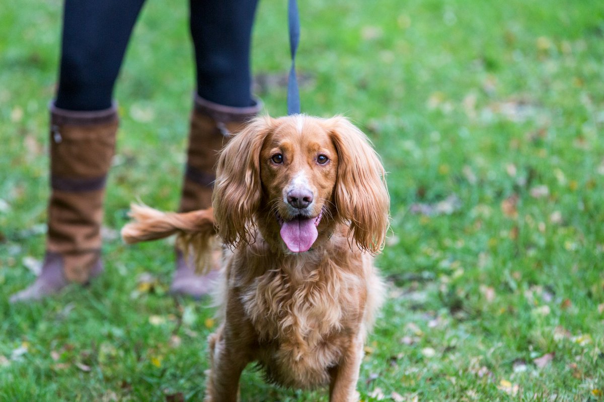 Central Bark, our dog-friendly café, will be hosting a Dogs Trust Community Hub event on Wed 10 April from 10.00. Get professional advice & training tips from the team, as well as meet other dog owners & discover new friendships over a cuppa #ClumberPark