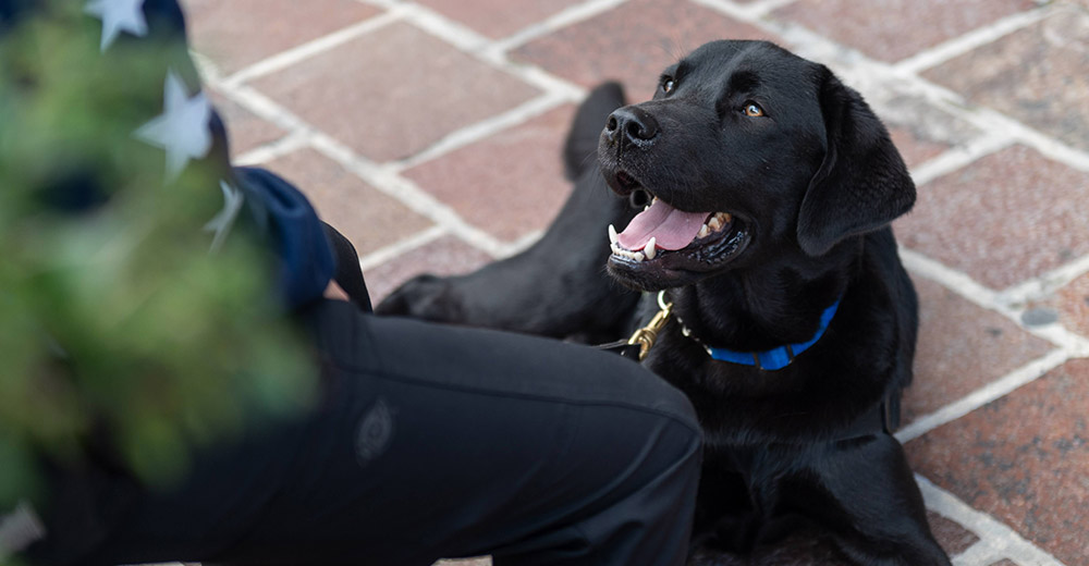 A service dog company, will announce new technology this week that enables trained canines to perform tasks, such as tamping down anxiety and interrupting nightmares, after receiving wireless alerts. #ServiceDogs #CanineCompanions #K9sForWarriors jpmellojr.blogspot.com/2024/04/new-wi…