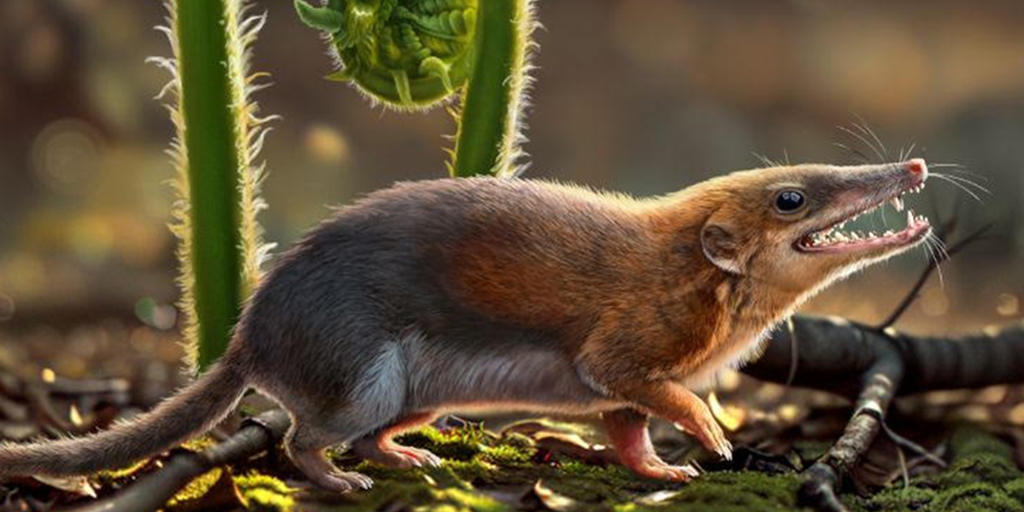 Middle ear fossil provides evolutionary link 👂🐱‍🐉: @MonashEAE’s Prof Patricia Vickers-Rich has contributed to an international study in @Nature which has uncovered evidence of transitional phases in evolution of the mammalian middle ear: ow.ly/sMhO50QMbyy