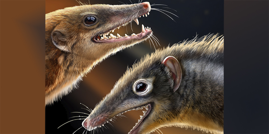 Monash Science (@monash_science) on Twitter photo Dental discovery helps determine evolutionary pathway π¦·: An international study in <a href="/Nature/">nature</a> involving <a href="/MonashEAE/">Monash Earth, Atmosphere and Environment ππͺοΈπ</a>βs Prof Patricia Vickers-Rich has uncovered unique dental features of shuotheriids, providing insights into early mammaliaform evolution: ow.ly/GsvV50QPR3B Dental discovery helps determine evolutionary pathway π¦·: An international study in <a href="/Nature/">nature</a> involving <a href="/MonashEAE/">Monash Earth, Atmosphere and Environment ππͺοΈπ</a>βs Prof Patricia Vickers-Rich has uncovered unique dental features of shuotheriids, providing insights into early mammaliaform evolution: ow.ly/GsvV50QPR3B