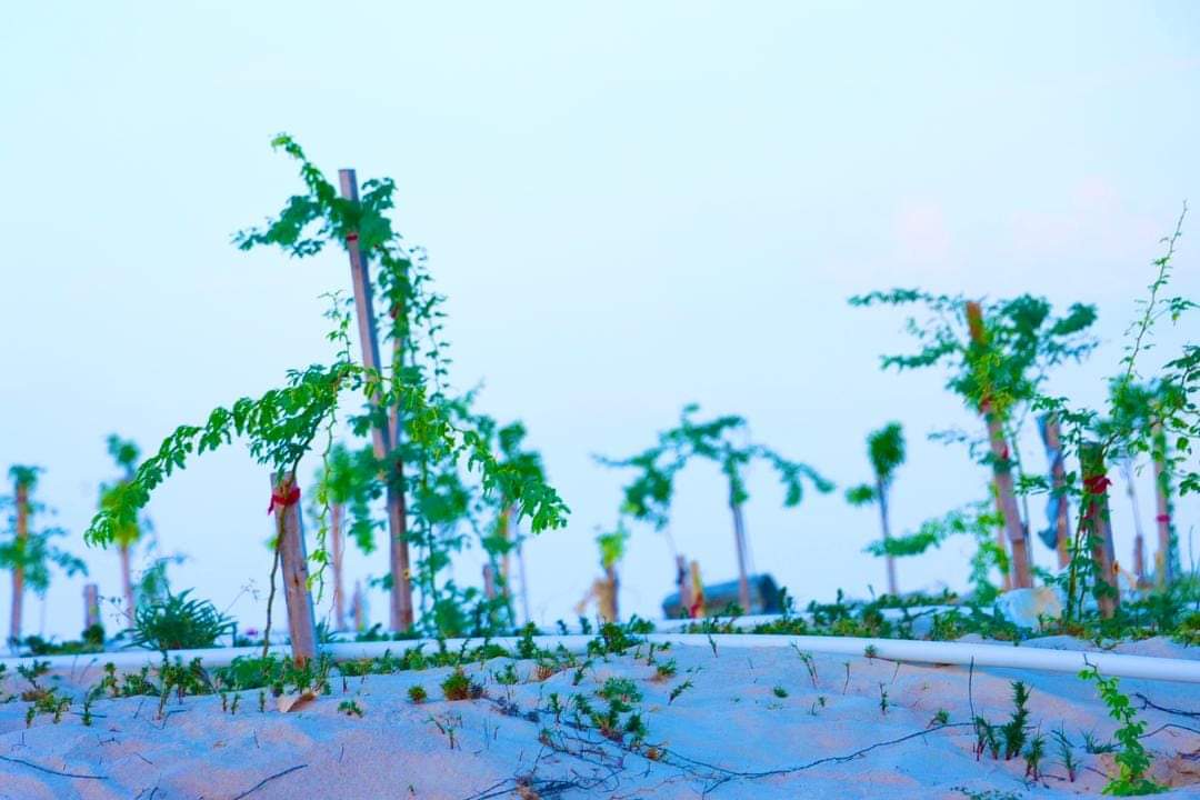 Sabrie1A's tweet image. Kobaca horumarka degmada ayaa sare ukacay iyadoo maanta #Hobyo ay guul weyn utahay

1.korontada magaalada oo 24saac/Solar

2.biyaha magaalada oo iyaguna ah kuwa kufilan balaarina lagu wado

3) si loo cirib tiro bacaadka iyo dhir beero  #OrbitSolutions @KhadijaMakhzumi
 #Hobyo