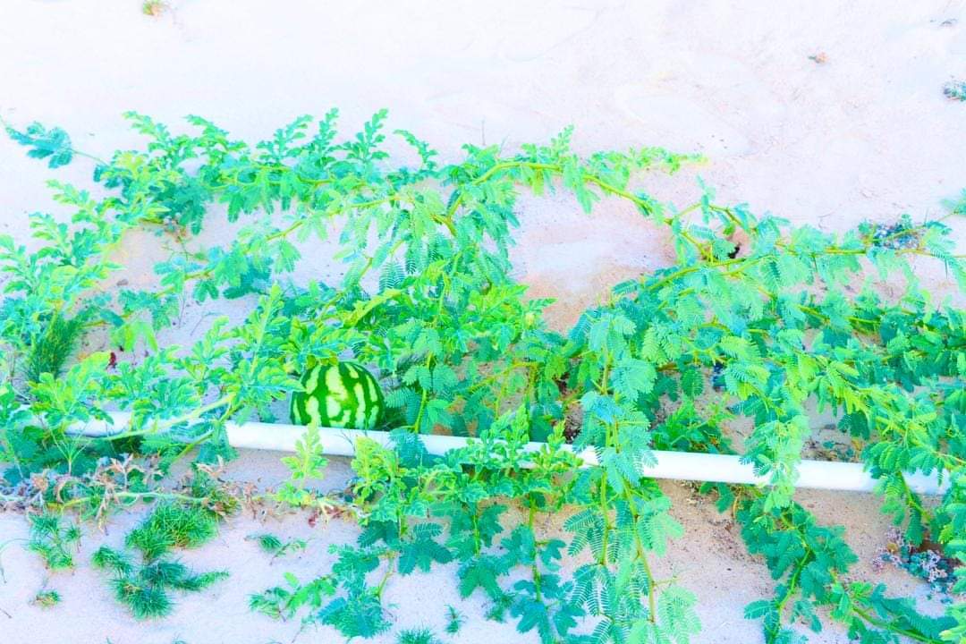 Sabrie1A's tweet image. Kobaca horumarka degmada ayaa sare ukacay iyadoo maanta #Hobyo ay guul weyn utahay

1.korontada magaalada oo 24saac/Solar

2.biyaha magaalada oo iyaguna ah kuwa kufilan balaarina lagu wado

3) si loo cirib tiro bacaadka iyo dhir beero  #OrbitSolutions @KhadijaMakhzumi
 #Hobyo