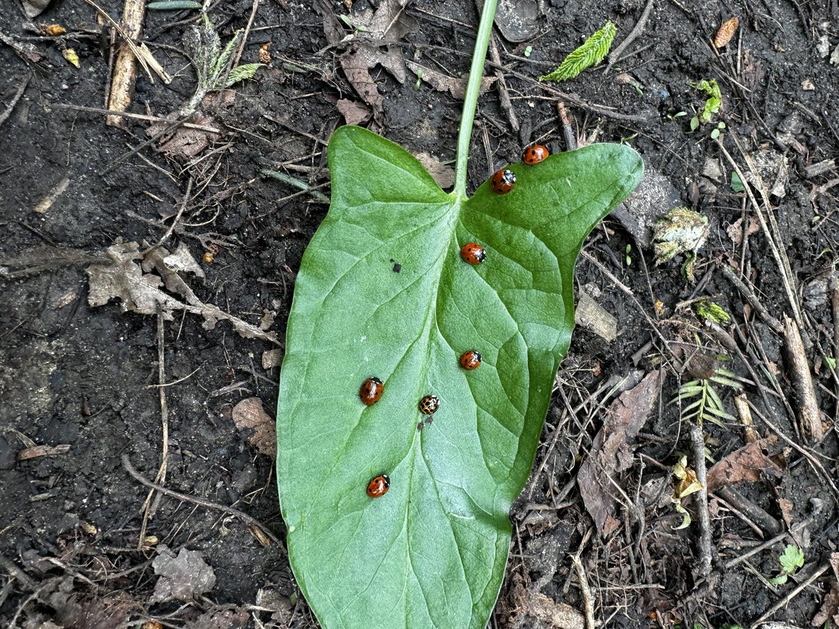 Ria1984's tweet photo. Lovely bit of #ladybird hunting today with the boys… 

#noladybirdswereharmed
#OutdoorAdventure 
#beingoutside 
#parentingboys https://t.co/UplZiC4Yog