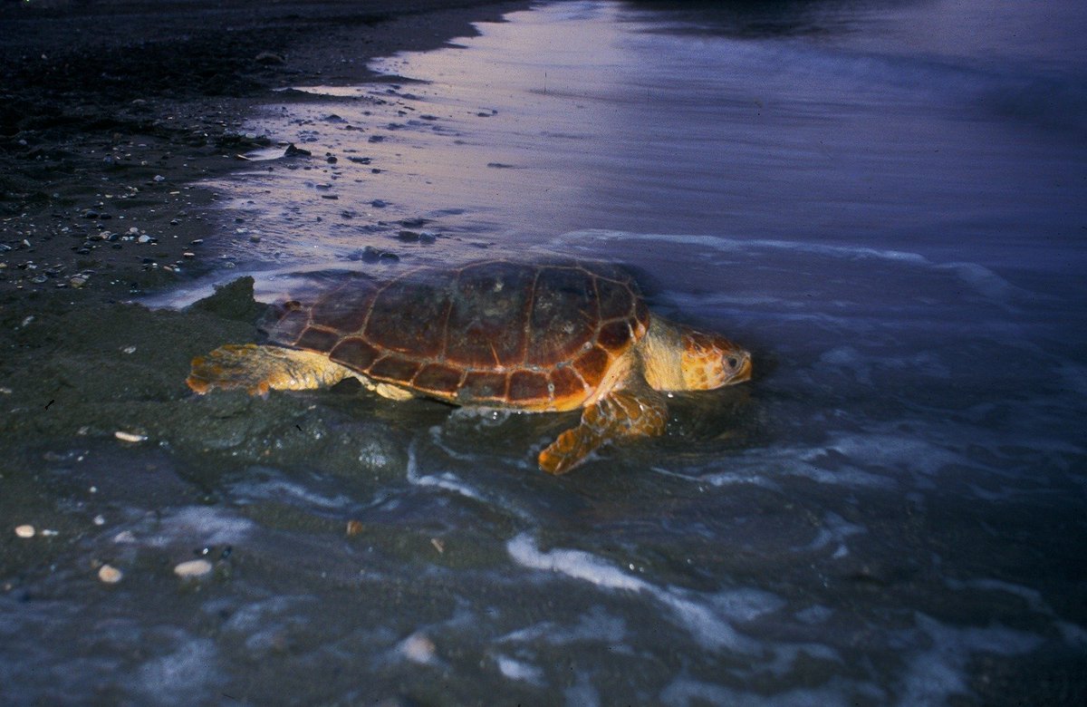 Is climate change modifying the behavior of sea turtles? The particular case of the loggerhead turtle in the Alboran Sea frontiersin.org/articles/10.33… Foto J.A. Rodríguez Rodríguez @herpetologica @IEOoceanografia @IEO_Malaga
