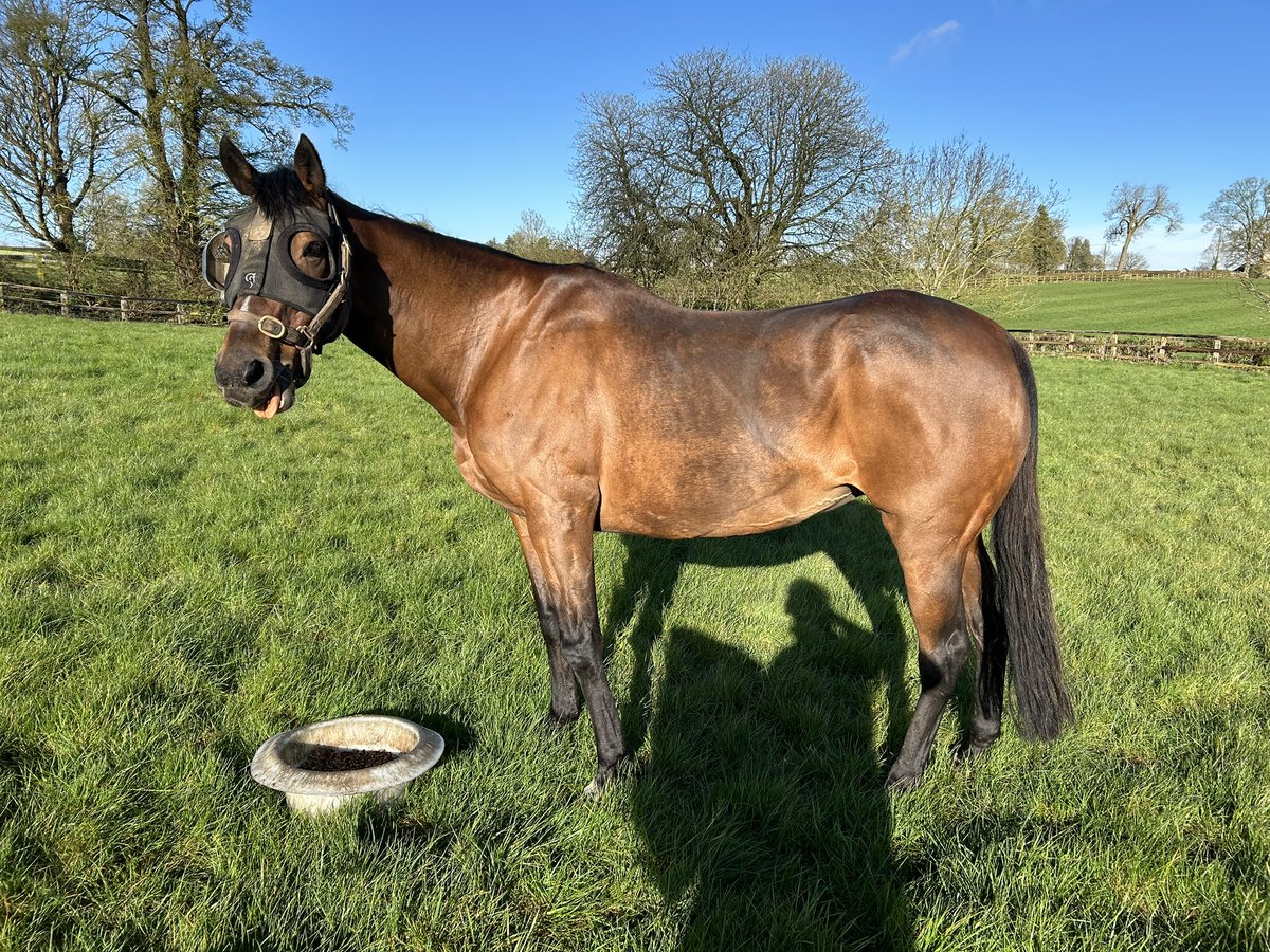 ABHISHEKA (Sadler’s Wells x Snow Bride) enjoying a spot of breakfast this morning; Multiple stakes placed herself and the dam of Gr.1 Prix Jean Prat winner AESOP’S FABLES She is also the grandam of Gr.3 placed Romantic Revival and a half sister to champion LAMMTARRA #blueblood