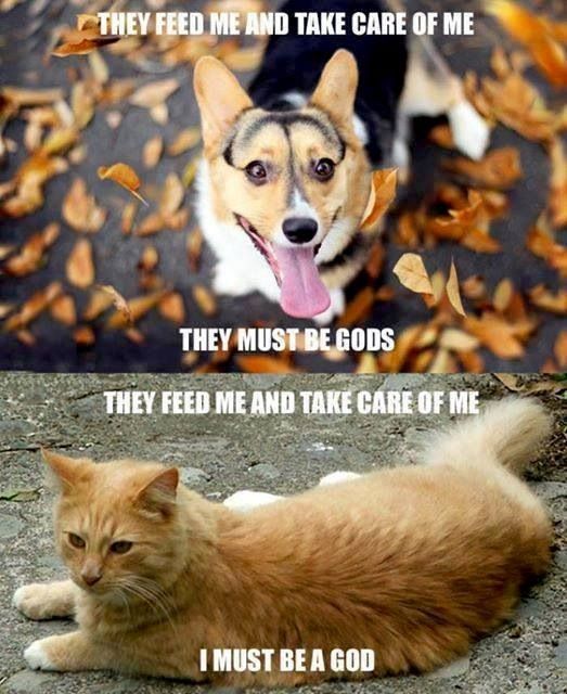 Dogs vs. Cats. 😜🐶🐱