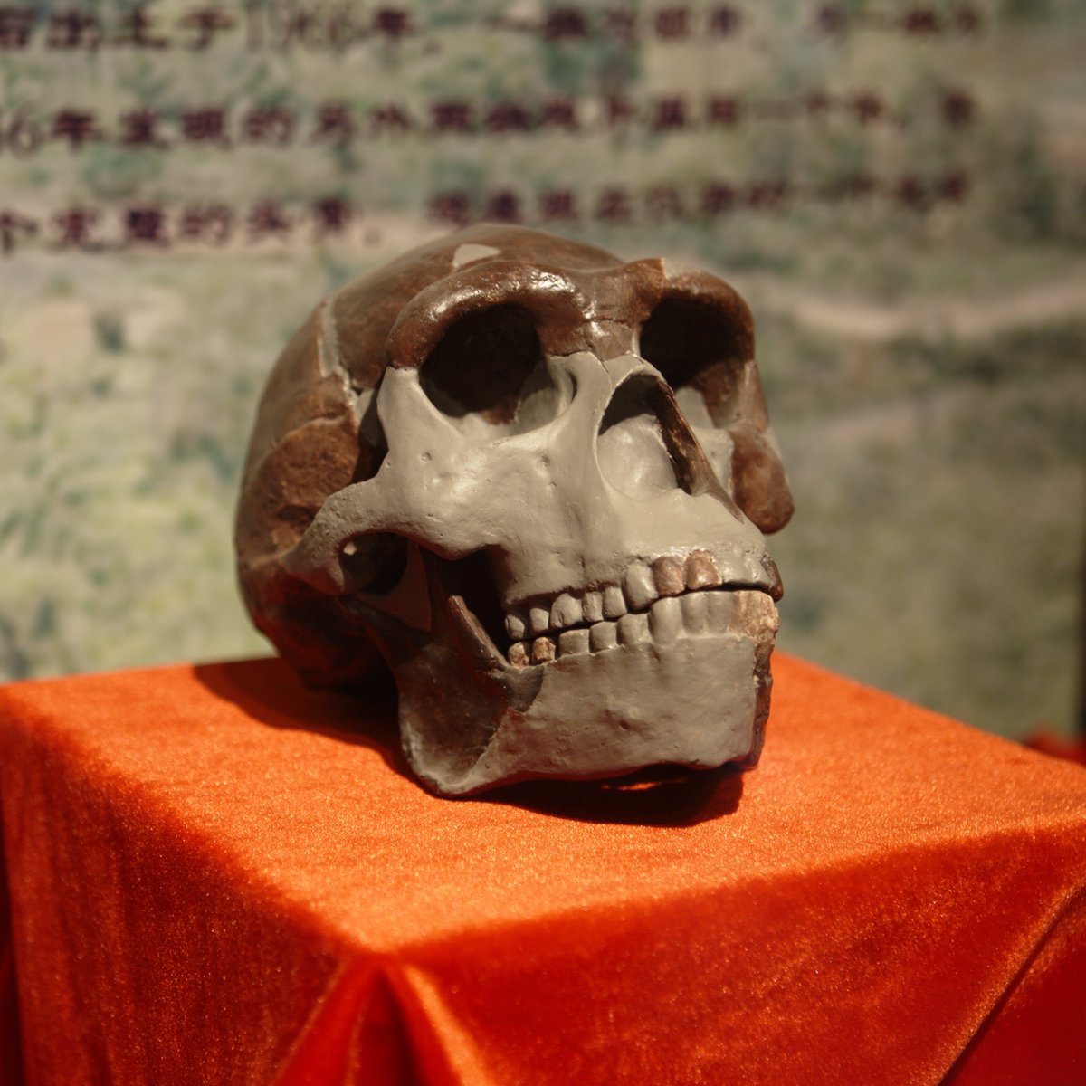 Homo erectus, including Peking Man, likely originated in East Africa 2 million years ago. The ancestry of East Asian populations is debated; some scholars suggest they descended from Homo sapiens who left Eastern Africa 60,000 to 100,000 years ago. #HumanOrigins #EastAsia