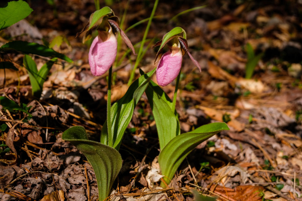 Want to get a little 'wild' on your next trip? Why not let your favorite Smokies wildflower pick your itinerary? 🌼: bit.ly/4axVXTh