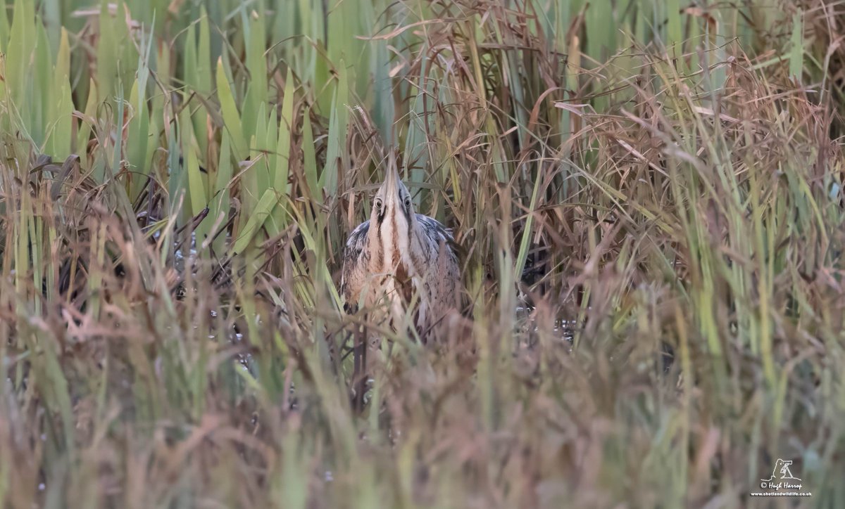 The long-staying Eurasian Bittern remains here at Hillwell, Shetland but is usually very difficult to find in the 'seggies' - especially when it freezes and 'skypoints' like this! ⬇️ A rare bird in these parts with just over 20 records.