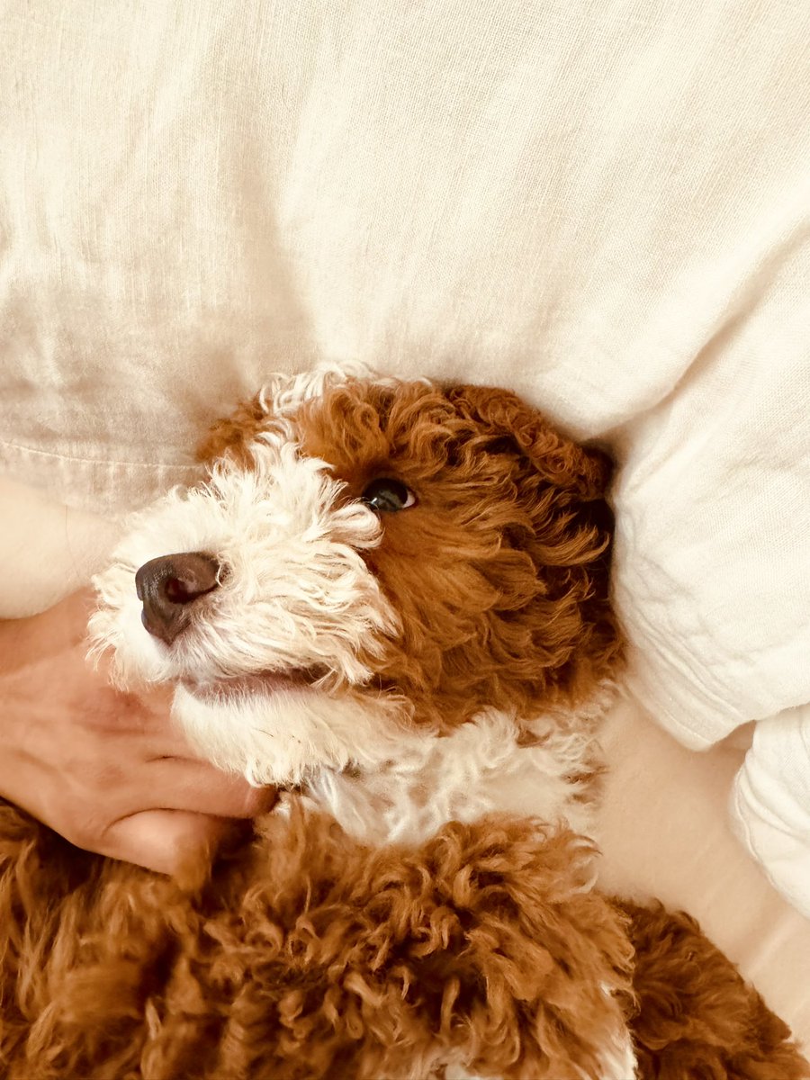 myuhhm's tweet photo. My bestie, Messi 💙🐶✨ #obsessed https://t.co/J0c9Ydv90D
