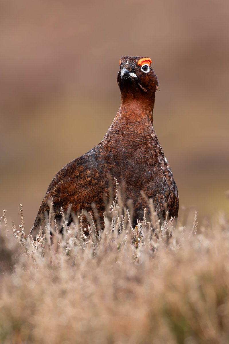 A Red Grouse in Sleddale yesterday