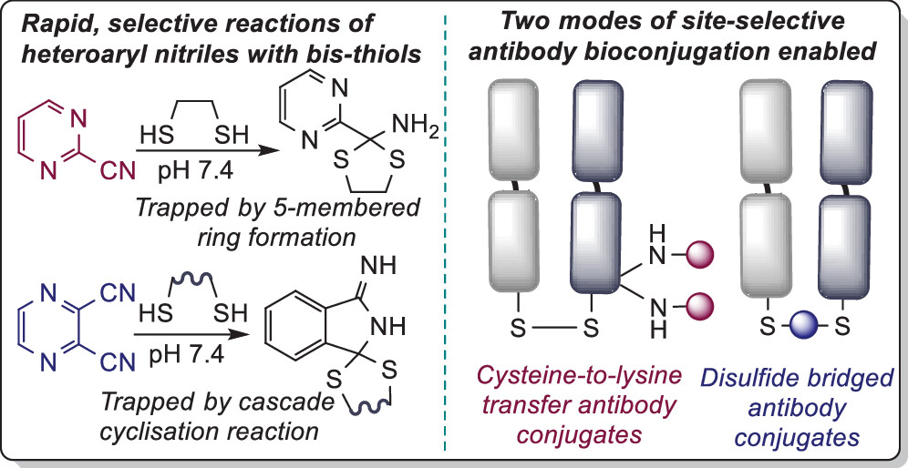 Aryl nitriles are promising reagents for click chemistry. Patel et al @UCL now explore mechanisms to trap nitriles via the addition of two thiols, generating stable conjugates in test molecules and antibodies. pubs.acs.org/doi/10.1021/ja… @J_A_C_S #bioconjugation #click