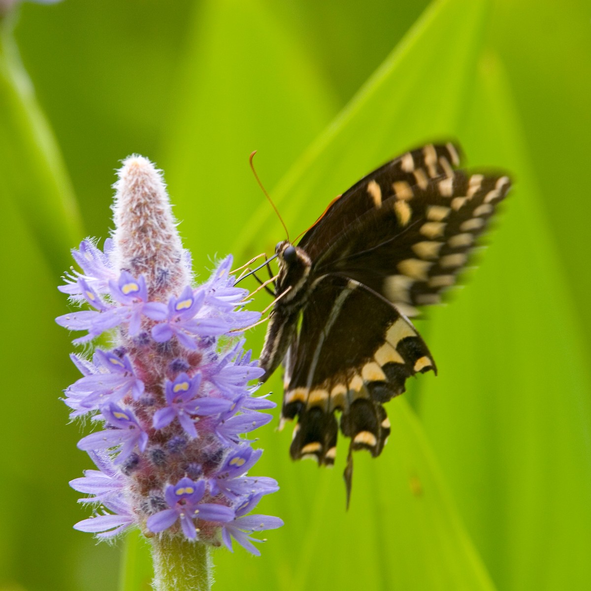 Join us in supporting early season pollinators by letting your lawn go un-mowed this April! 🦋🌼 Caesars Head & Jones Gap are doing the same to provide food & habitat for these important creatures. Help combat their decline by letting those violets and clovers bloom. #NoMowApril