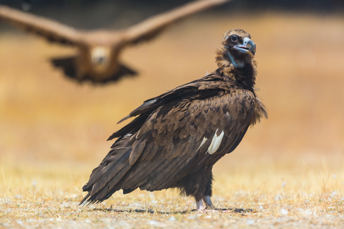 🦅 Spain's skies are welcoming back a majestic resident – the cinereous vulture! Learn how a @RewildingSpain_ reintroduction project is enriching ecosystems and safeguarding biodiversity in the Iberian Highlands. Read more: tinyurl.com/2792awk8🌿#ConservationOptimism