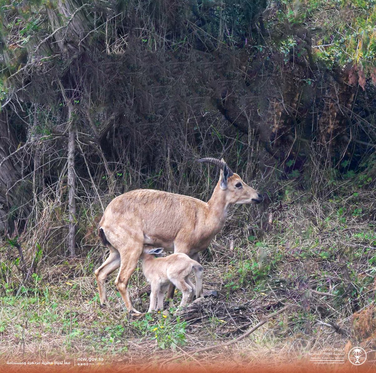 NCW_center's tweet image. المركز الوطني لتنمية الحياة الفطرية يسجل أولى الولادات الطبيعية للوعل الجبلي في منتزه الشكران بمحافظ بلجرشي، بعد مرور أقل من شهر على عملية الإطلاق التي أجراها المركز بالمنتزه في شهر شعبان الماضي.

#محافظة_تنمية_استدامة