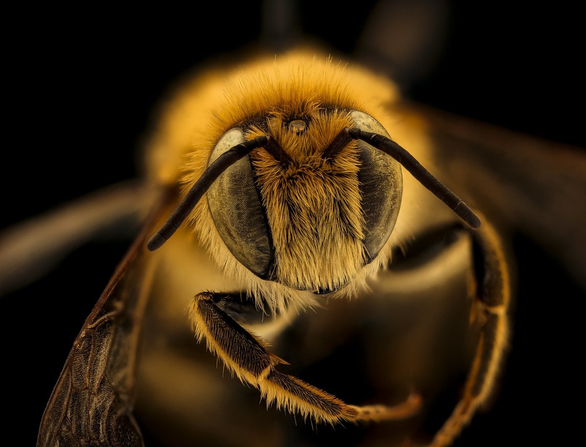 Woodborer bees got their name due to the fact that they can make holes in solid wood to create nests.

(Credit: USGS Bee Inventory and Monitoring Lab)