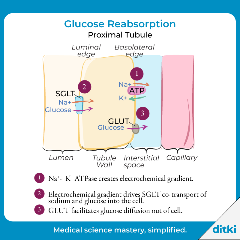 Learning about glucose physiology? Draw along as we explain this diagram in the full tutorial: l8r.it/i00e #ditki #usmle #meded #medschool #medstudent #usmletutorials #physiology #nursing #pance #physicianassistant #science #healthscience #nurse #premed #mcat