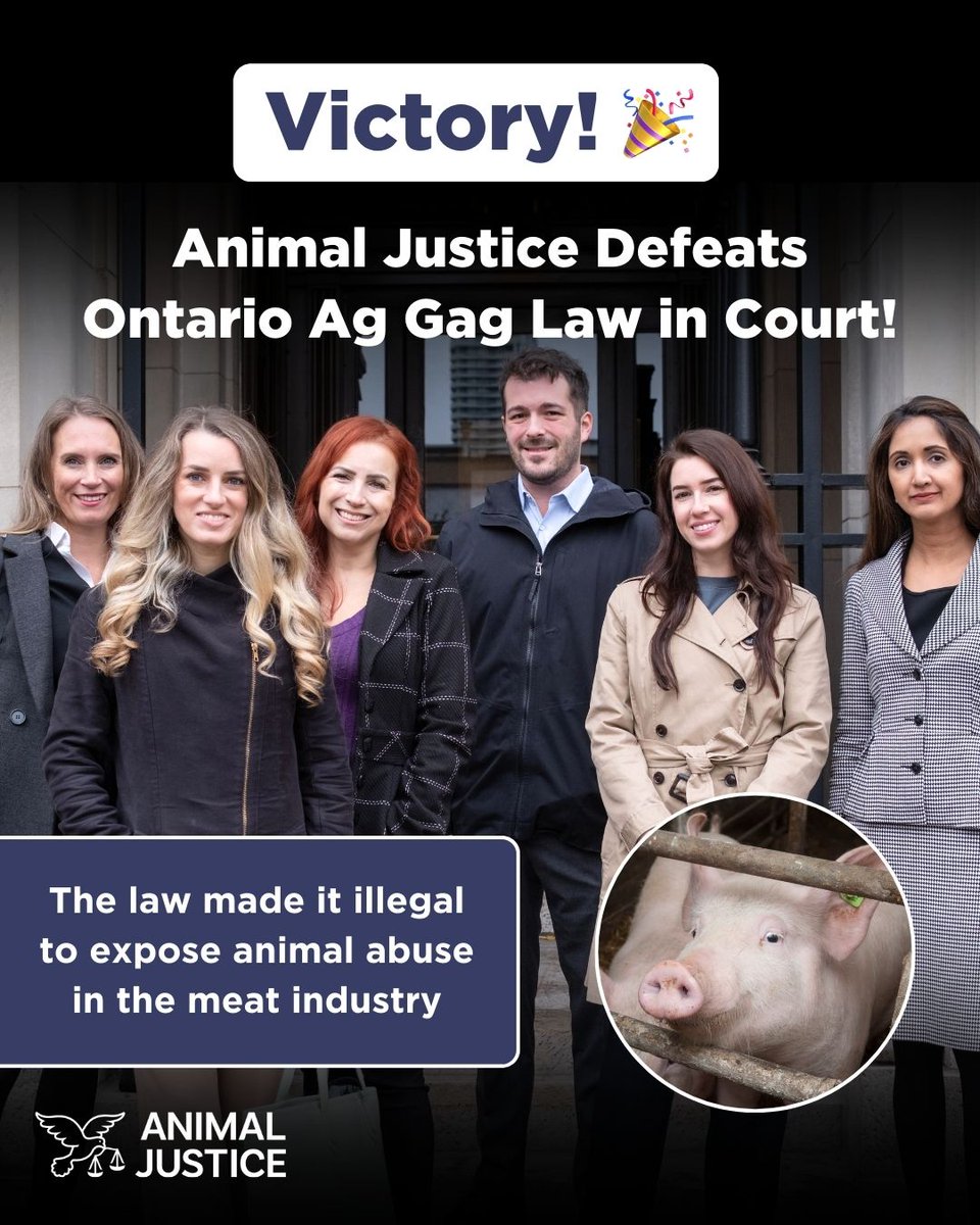 🚨 BREAKING: A landmark WIN for animals & free expression! 🎉 Animal Justice lawyers have struck down Ontario’s ag gag law in court, which made it illegal for whistleblowers & journalists to work undercover to expose animal cruelty in farms & slaughterhouses 🐷 #StopAgGagLaws