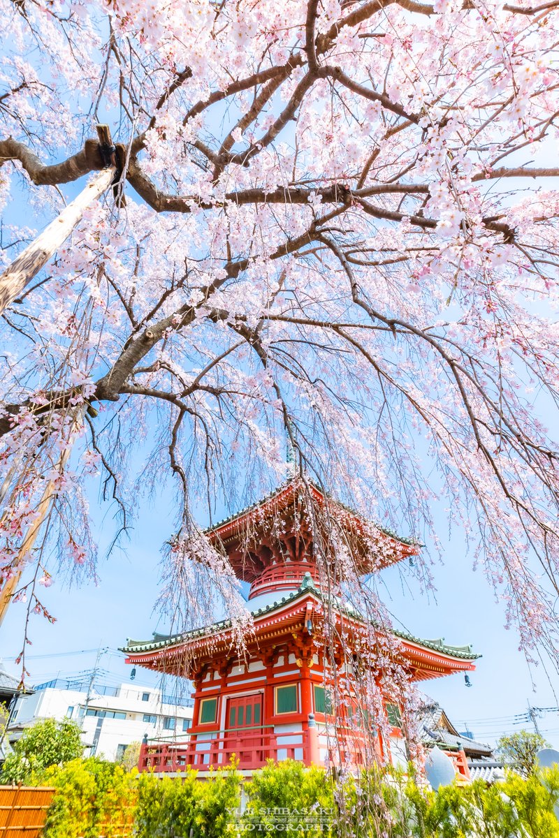 さいたま市中央区与野の円乗院。樹齢約300年の滴るようなしだれ桜の美しさ。

#埼玉県