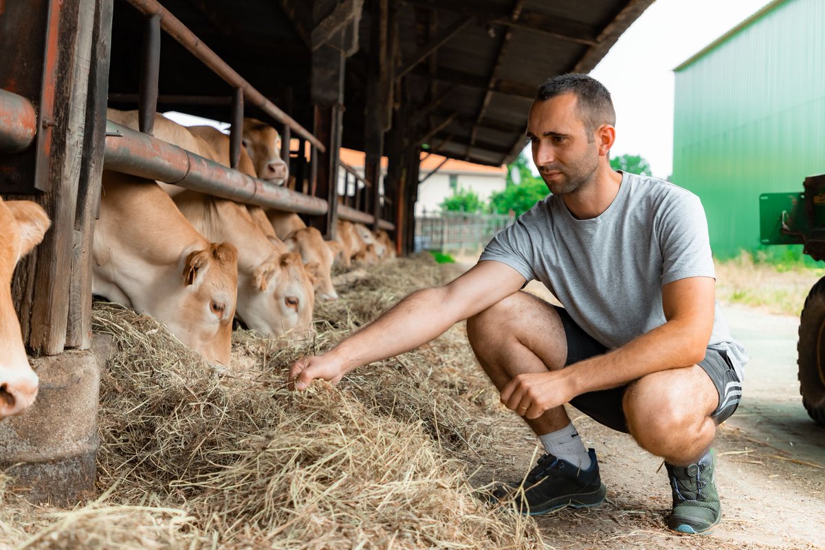 [LES JA INNOVENT] 💡C’est dans la localité des Lucs-sur-Boulogne, située au cœur du bocage vendéen, que @JordyBouancheau, 30 ans, s’applique à produire en harmonie avec son environnement. 🔗ARTICLE ICI : jamag.fr/actualites/imp…