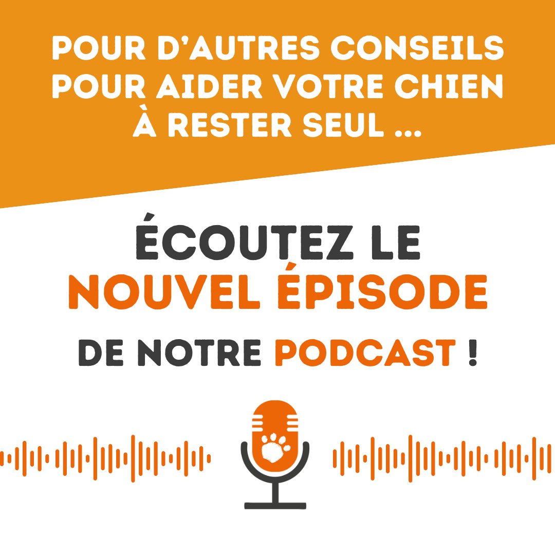 🎙️ [Petcast] Il faut consacrer beaucoup de temps à son chien, c’est une certitude ! Mais il est également important de lui apprendre à gérer la solitude en toute sérénité durant nos absences. 🎧 Découvrez dans ce nouvel épisode quelques conseils : ow.ly/J1sj50R4NHn