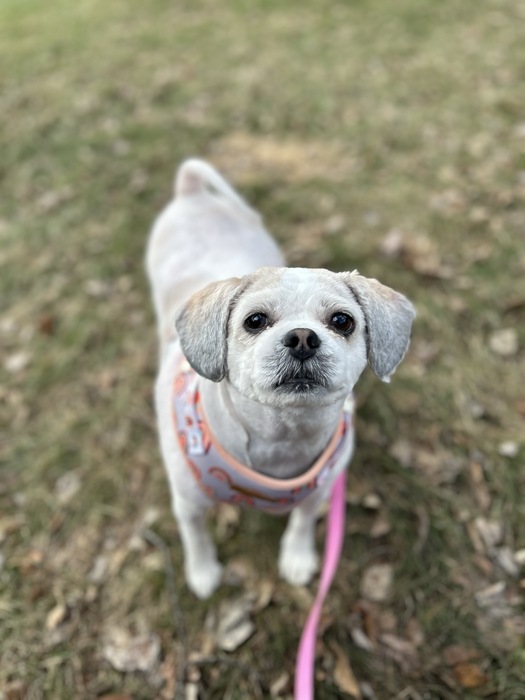 Meet Rutabaga!❤️🐾 This delightful 4-year-old Shih Tzu mix is overflowing with sweetness and loves nothing more than going for walks and showering her human friends with affection. Learn more about sweet Rutabaga at ow.ly/5gKe50R73LF. ❤️ #Princegeorgebc