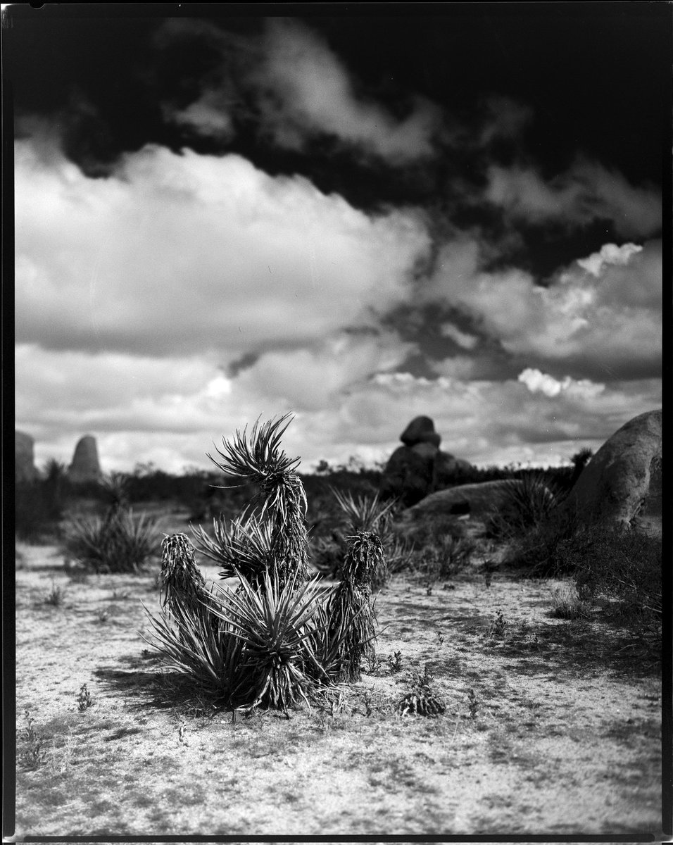 Cloudy morning with @CatLABSinc #film & @intrepidcamera 8x10 #filmphotography #filmcamera #filmcommunity #bnw #intrepidcamera #filmphoto #filmisalive #bnw_photography #blackandwhite #bnwmood  #largeformatfilm #largeformat #bnw_captures #bnwphoto #believeinfilm #landscape