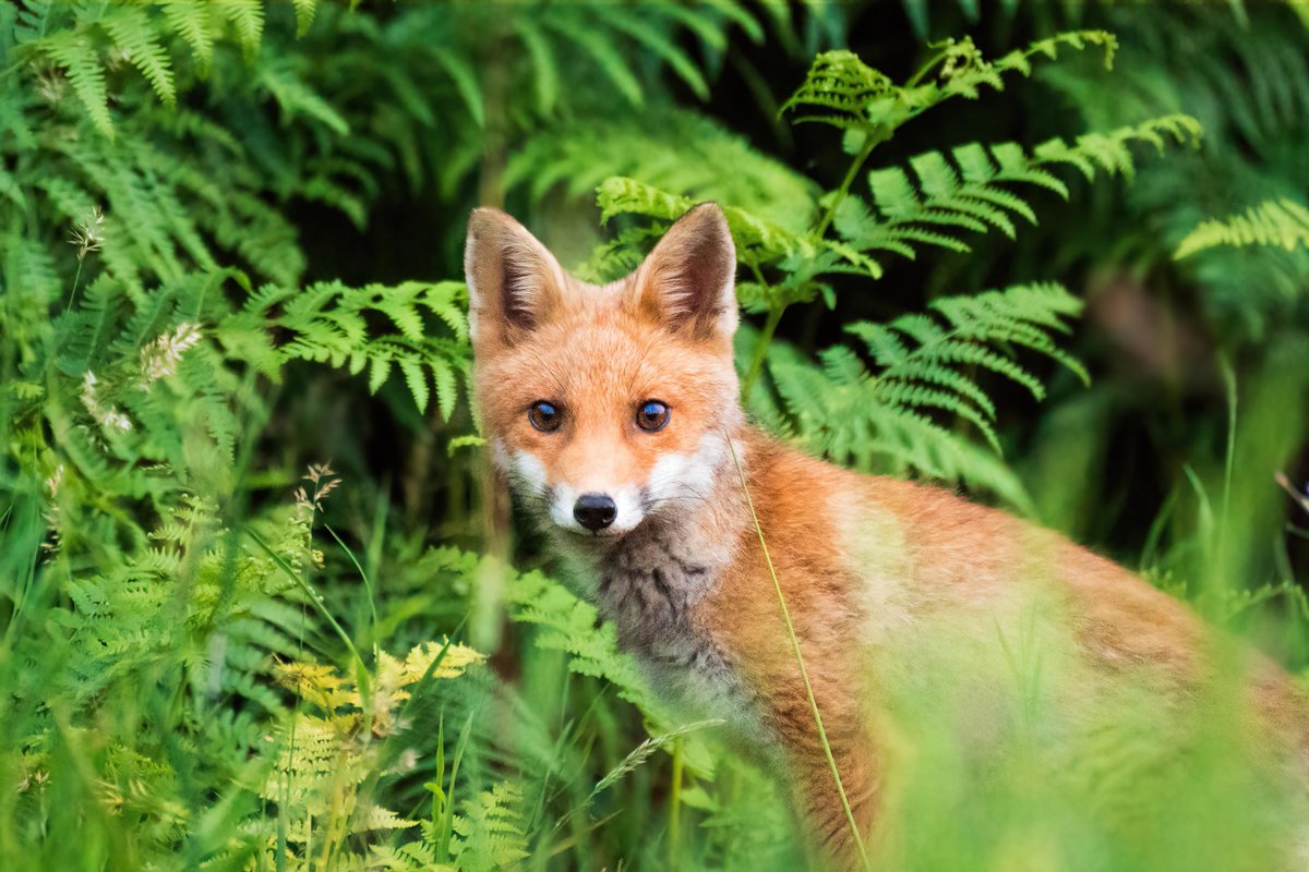 Une rencontre magique avec ce renardeau, un échange de regards fugace mais rempli d'émotions 💚 
En un bond agile, il a disparu dans les fougères, laissant derrière lui un souvenir indélébile. 
Parfois, les rencontres les plus brèves sont les plus précieuses 📸🦊💫