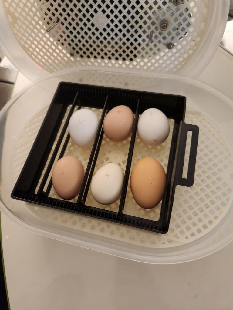 Special delivery today for 1st grade! We can’t wait to watch them grow and learn all about the chicken life cycle!🐣🐓 <a href="/1stgrade_Oaks/">Oaks First Grade</a> <a href="/HumbleISD_OE/">Oaks Elementary</a>