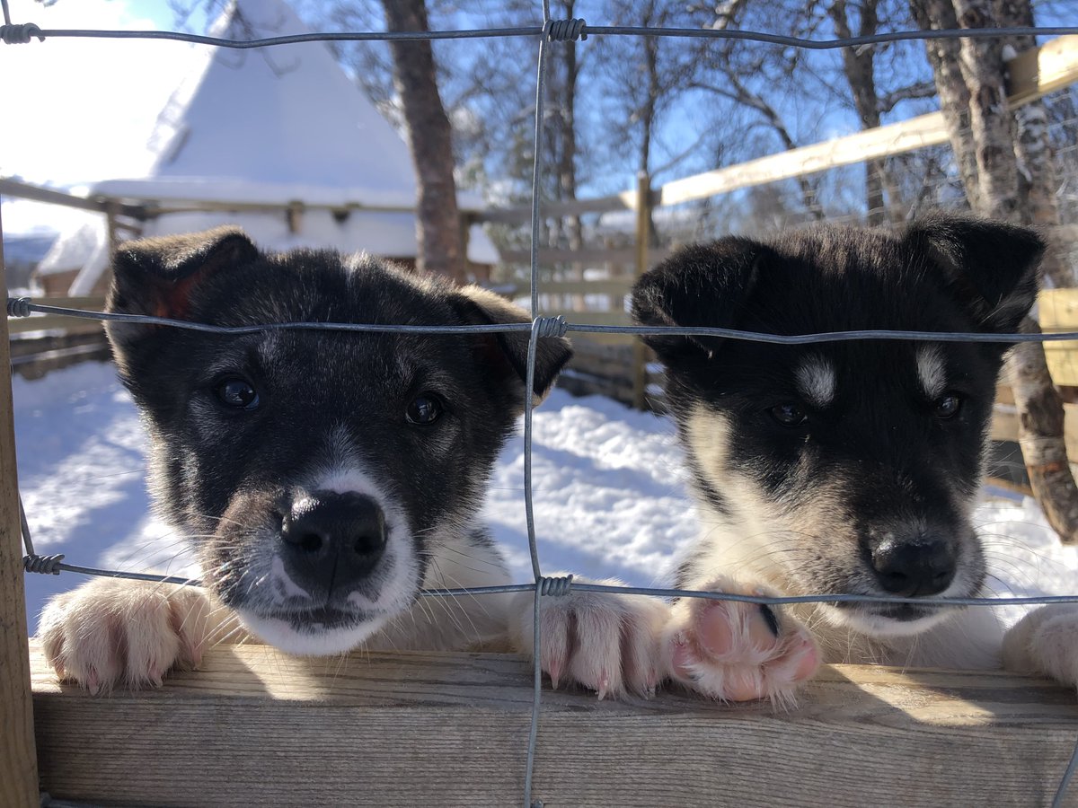 We went to have a look at the dogs at “Tromsø Dog Sledding” in Breivikeidet today. 20 minutes drive from #skarmunken