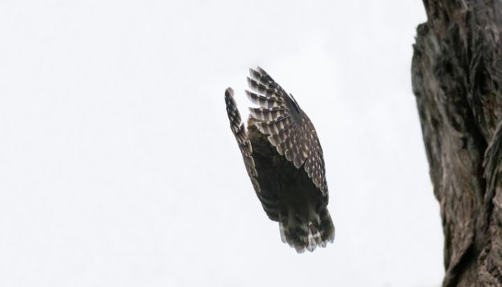 Art of the Day: 'Barred Owl Vertical Leap'. Buy at: ArtPal.com/rshankar8080?i…