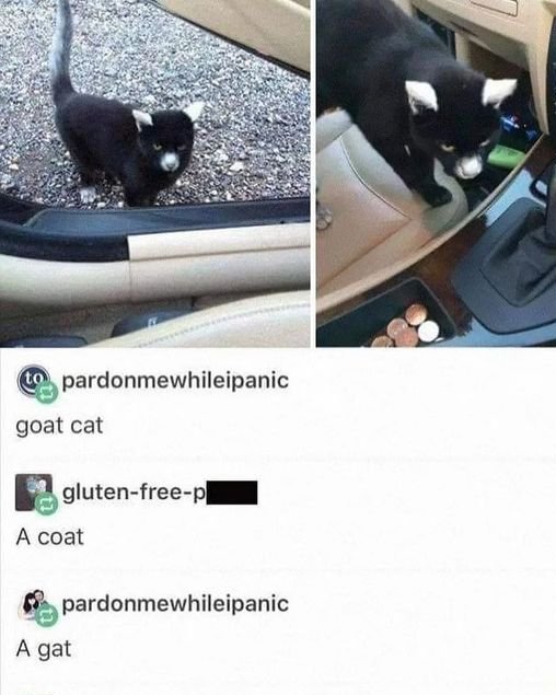 Dont Show Your Cat (@dontshowyourcat) on Twitter photo 