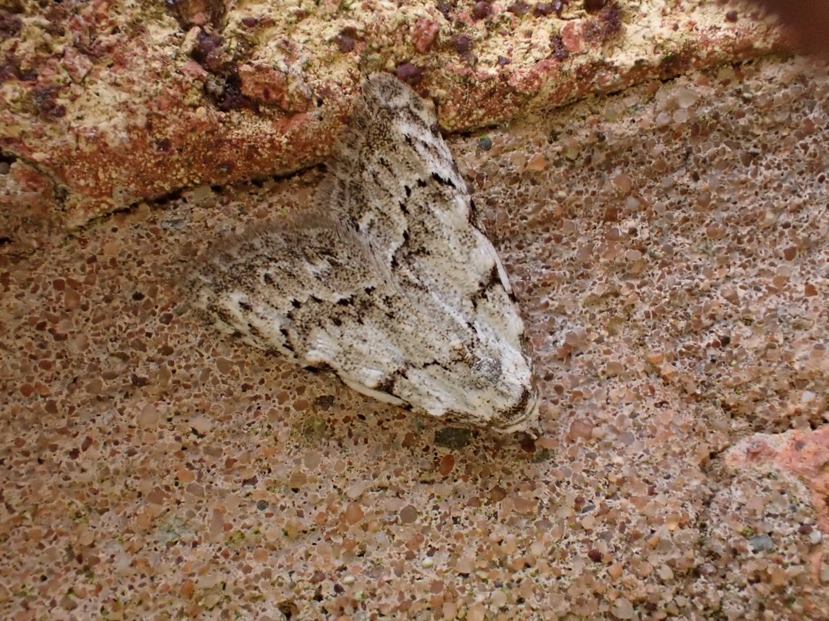 Garden moths in Shrewsbury last night included an early Least Black Arches nfy (my earliest here by 2 weeks). #MothsMatter @BC_WestMids