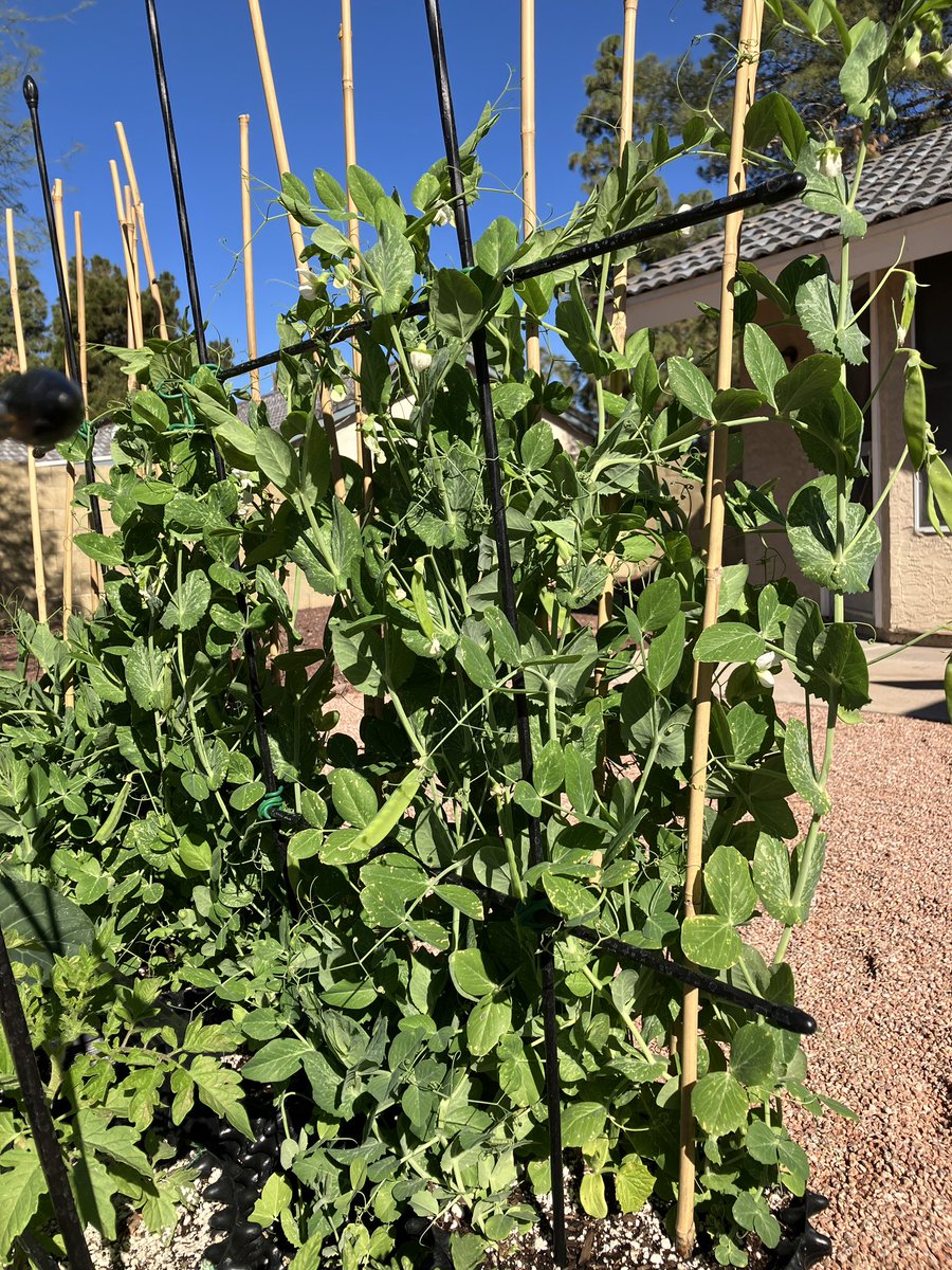 Some updated garden pics. Brussel Sprouts, cherry tomatoes &amp; peas