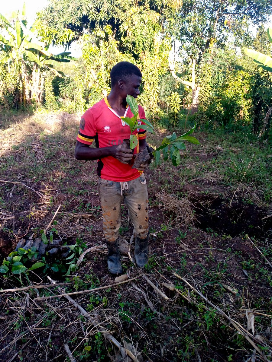 vicentiago's tweet photo. It rained in #kassanda en we are busy planting coffee trees, thanks goes to @nsambapatrickUg who gave us such NYC trees . #coffeee #kassanda @nsambapatrickUg https://t.co/BPmsIRussS