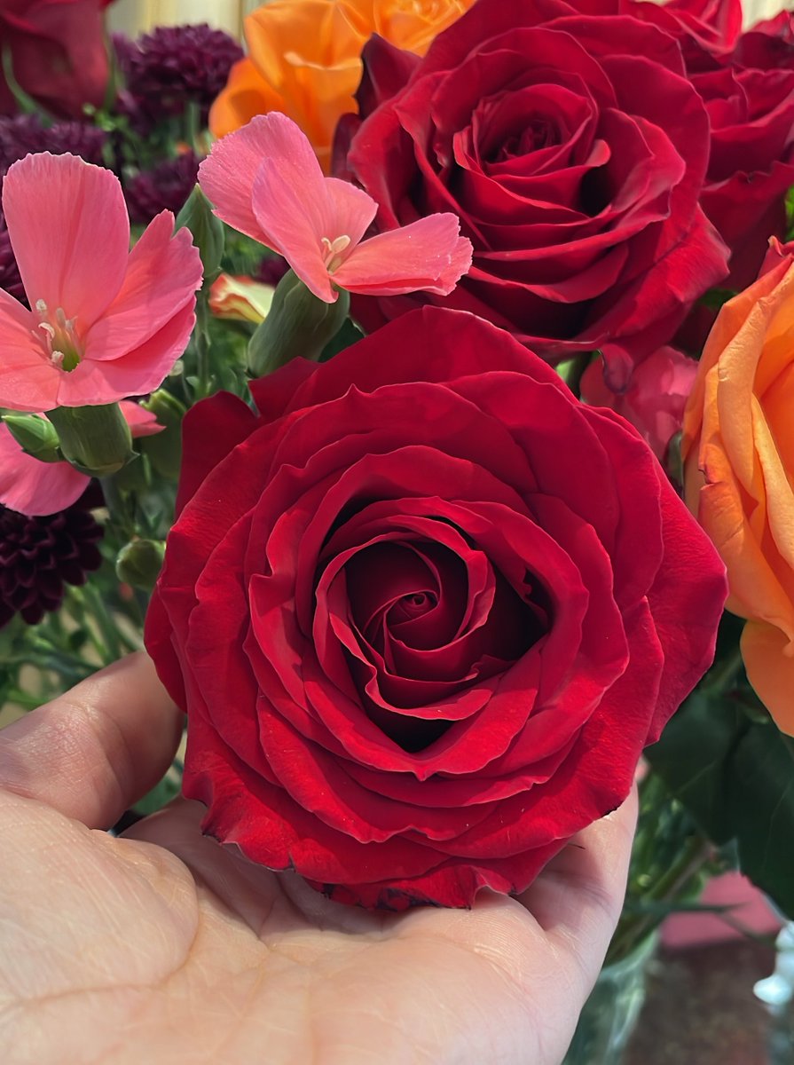 #RoseWednesday #GardeningTwitter #Roses #XGardening #Gardening #CutFlowers #FloralArrangements 🌹