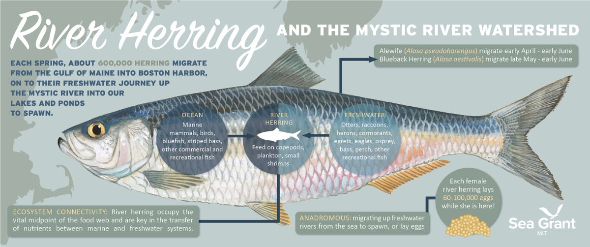 The river herring run has begun! Each spring, about 600,000 herring migrate from the Gulf of Maine into Boston Harbor and up the Mystic River into MA lakes and ponds to spawn. MIT Sea Grant works with @MysticMyRWA @MassDMF @MassDCR + other partners on herring research + outreach.