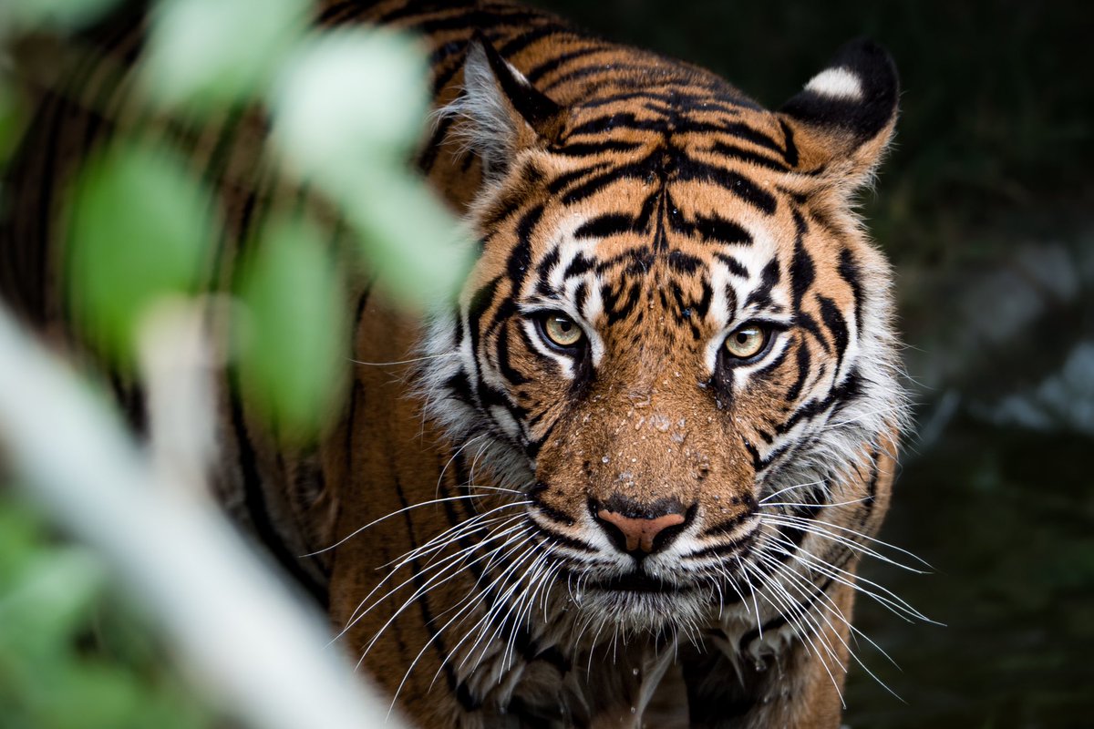 Sumatran tigers have the most vivid orange colour of any tiger, but only around 400 remain in wild. At the Zoo we oversee the global and European breeding programmes for Sumatran tigers.