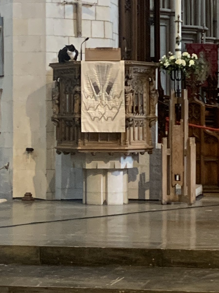 Check out the new preacher at Southwark Cathedral today! ❤️ #CatsOfTwitter