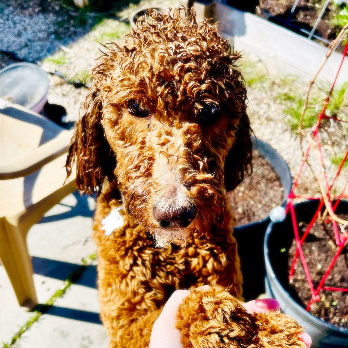 Clover wants you to know that she taught the garden hose a lesson it will *never* forget.