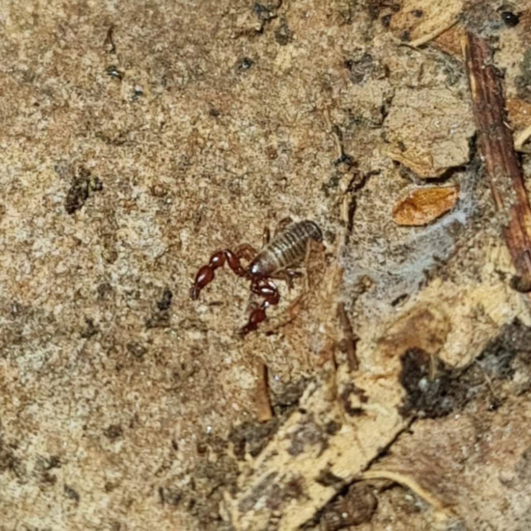 #littlecritterdiary DAY 17

Pseudoscorpion from the 'pseudoscorpion rock' in my garden. When I turn this rock, there is a 90% chance of finding one underneath. They feed on cute little Collembola which they grab and paralyze with their pincers.