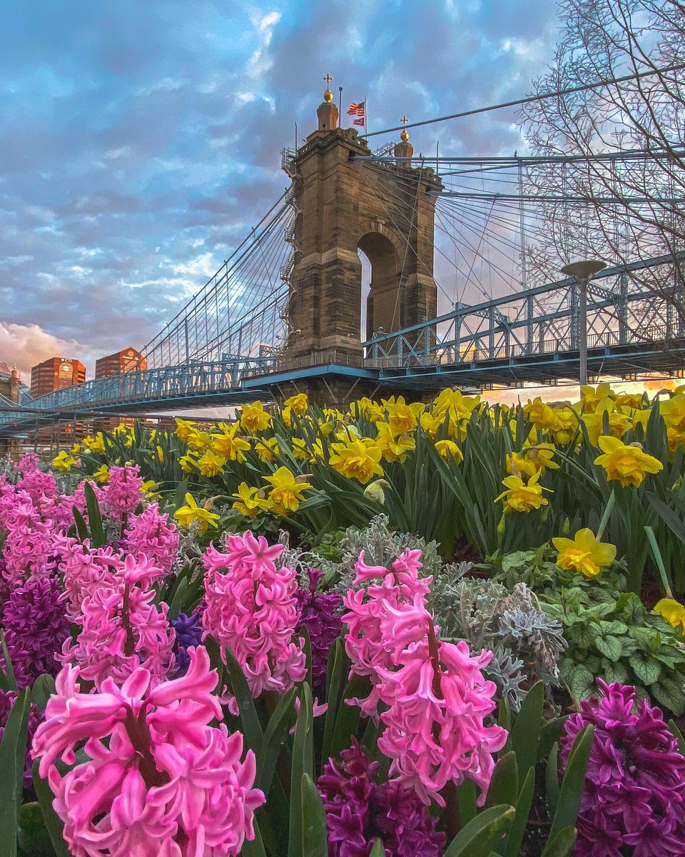 Step into spring with a leisurely walk across the historic Roebling Suspension Bridge. What better way to celebrate #NationalWalkingDay? 🚶‍♀️🌸 Start planning your #TravelKY visit to Northern Kentucky at the following link: bit.ly/3OuQ5ks 📸 wachowow 📍 Covington